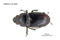 藏品(台灣深山鍬形蟲)的圖片